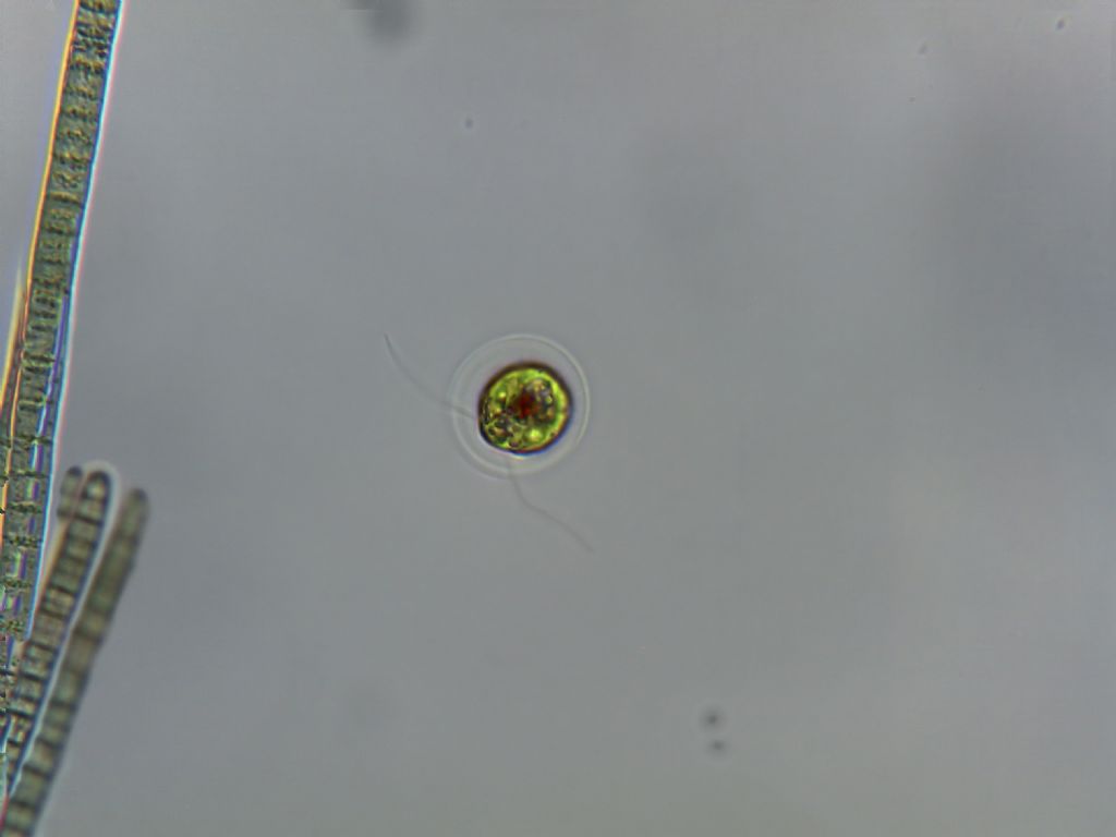 Haematococcus pluvialis (forma vegetativa flagellata)